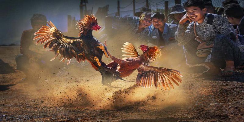 4 trong hàng chục ưu điểm tại đá gà Rwin